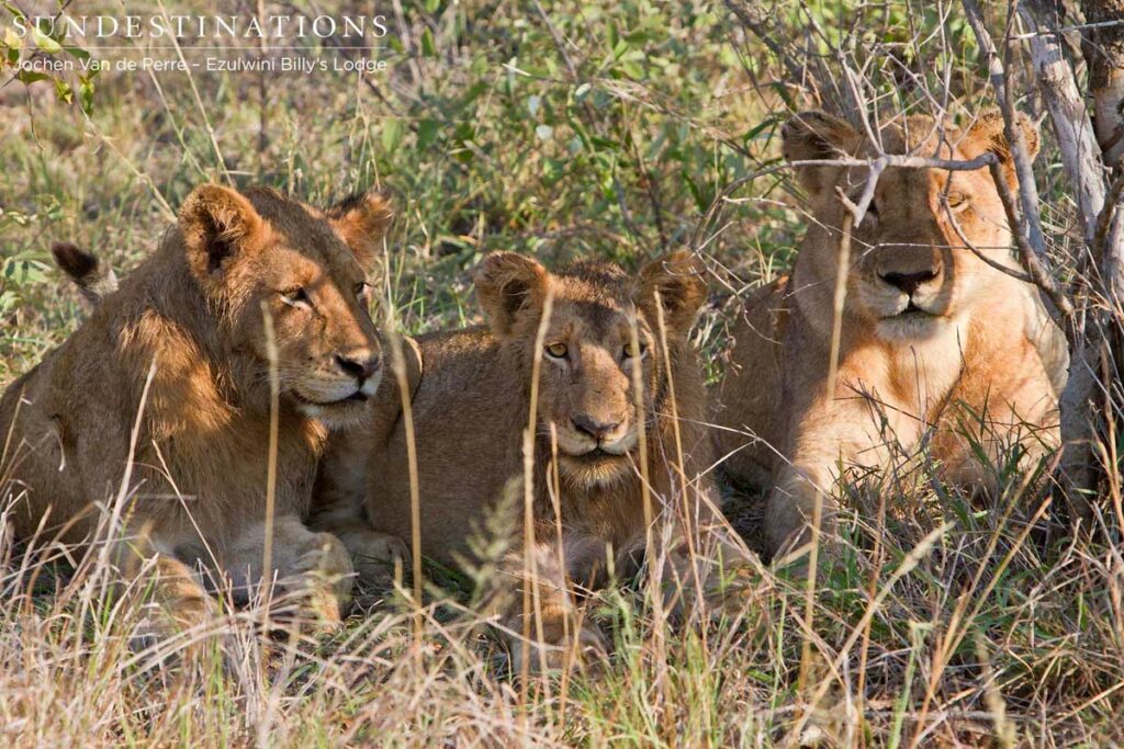 2 young males and adult lioness 2 young males and adult lioness