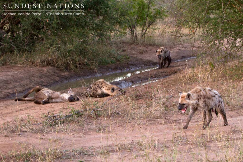 Clan of hyenas Clan of hyenas