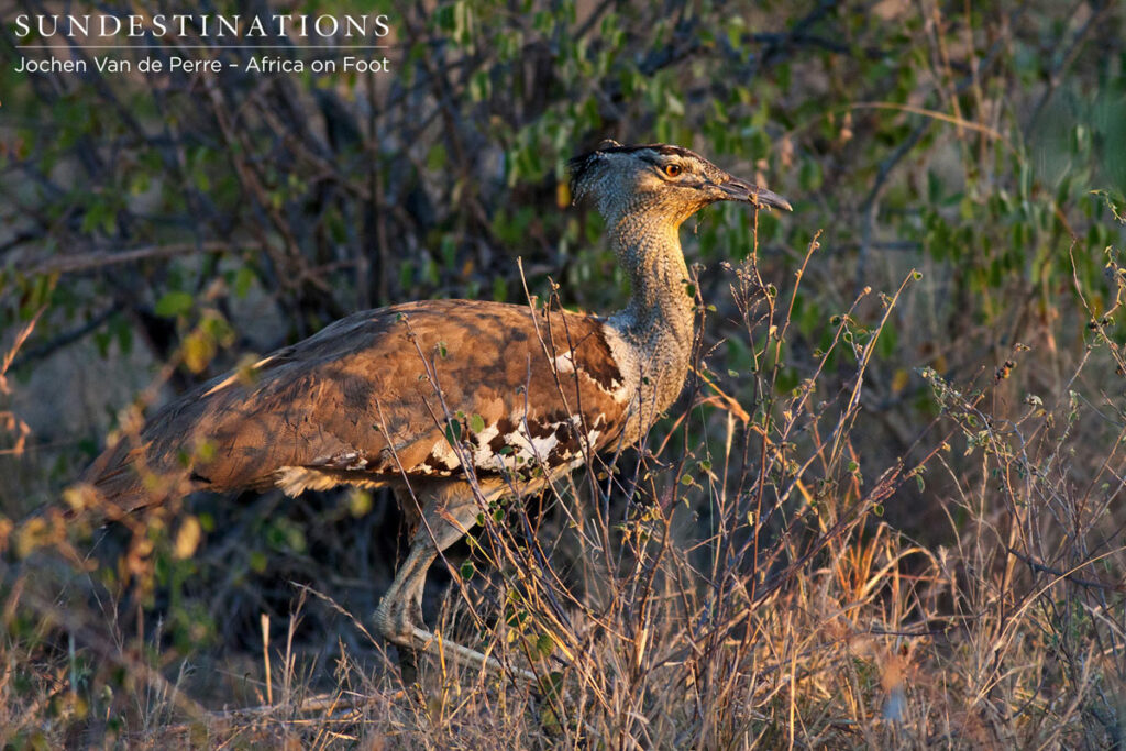 Kori Bustard Kori bustard spotted at Africa on Foot. This is the largest flying bird in Africa.