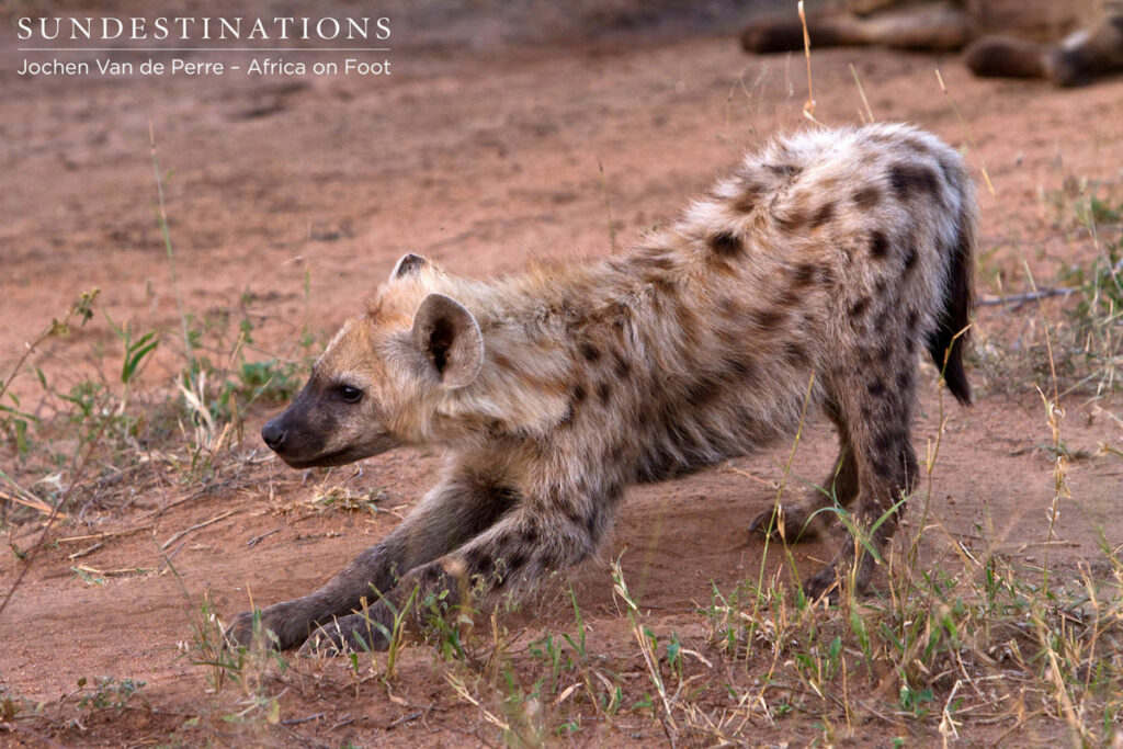Hyena cub Hyena cub spotted with its clan on the Africa on Foot traverse