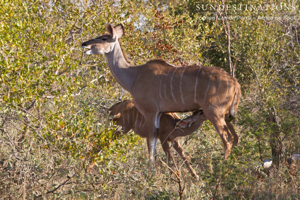 Kudu cow with calf Kudu cow with calf feeding