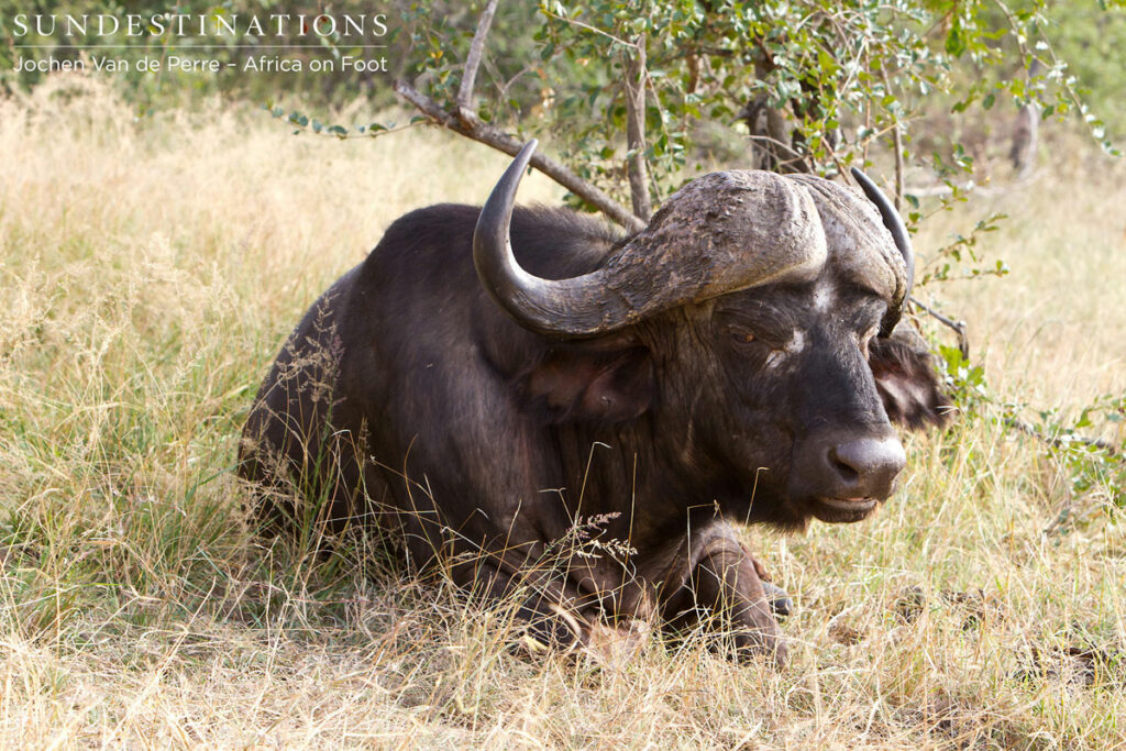Lone old buffalo bull Old dagha boy found wallowing in a muddy area