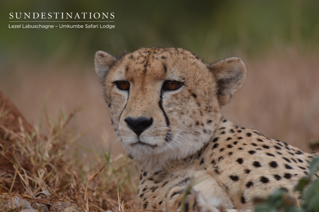 Umkumbe cheetah portrait Umkumbe cheetah portrait