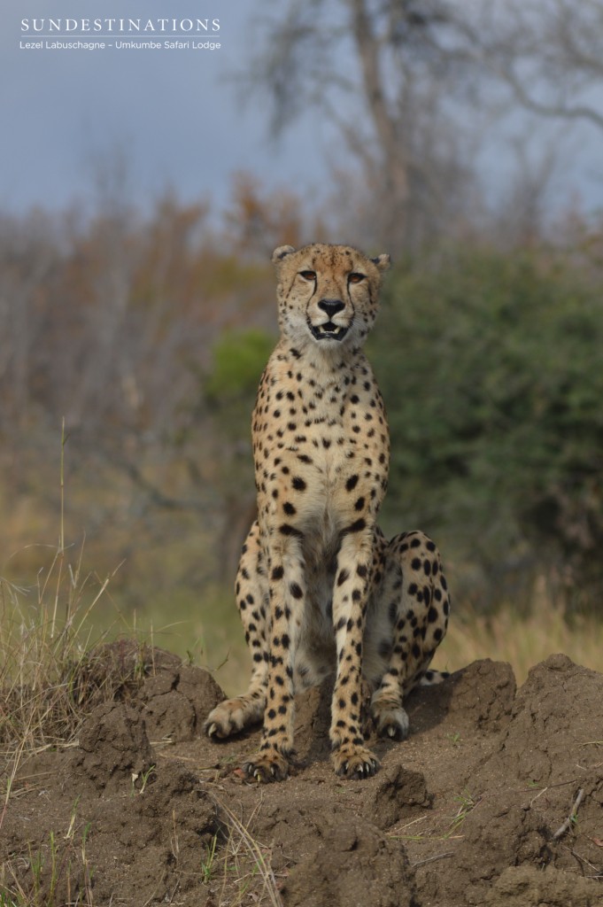 Cheetah Termite mound Cheetah prefer to relax on raised areas above the surrounding landscape