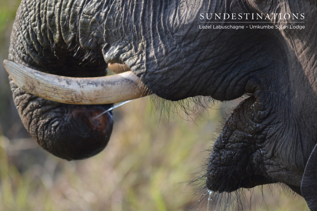 Drinking elephant Elephants have been seen right outside the lodge in the Sand River