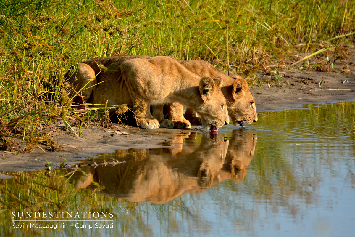 Camp Savuti Two females at Camp Savuti drinking from the waterhole