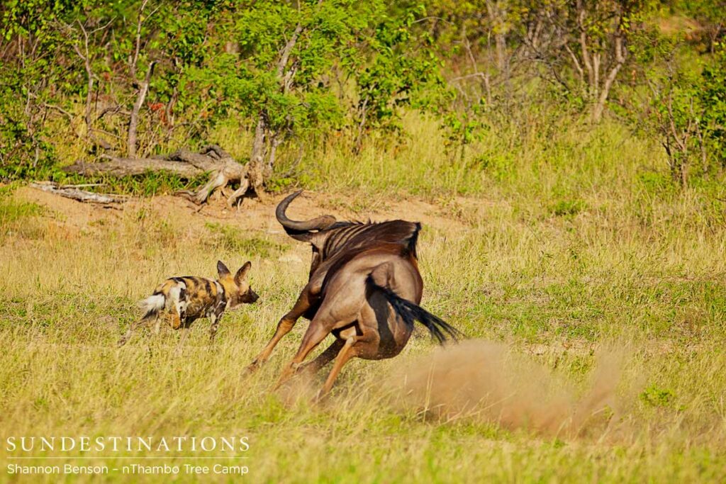 Defending himself - wildebeest charges the wild dog Defending himself - wildebeest charges the wild dog