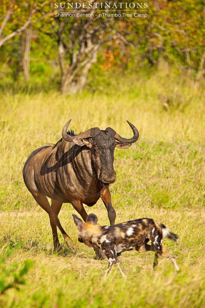 Wildebeest chases wild dog off Wildebeest chases wild dog off