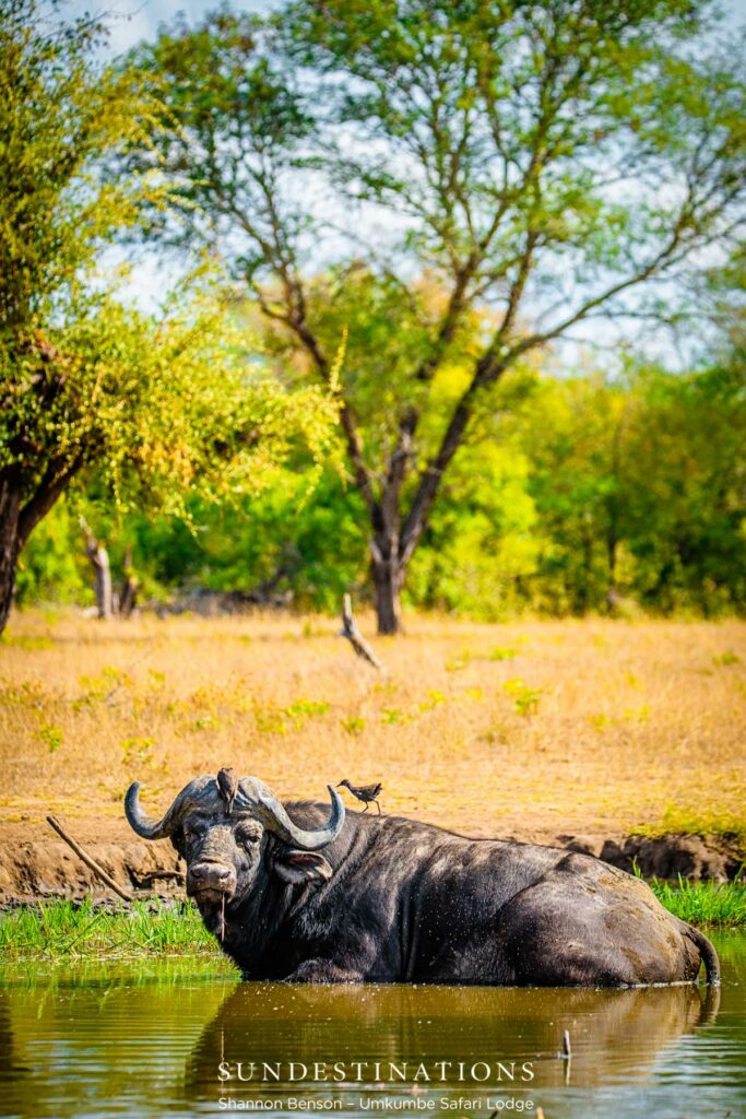 Big dagha boy wallows in the mud Big dagha boy wallows in the mud