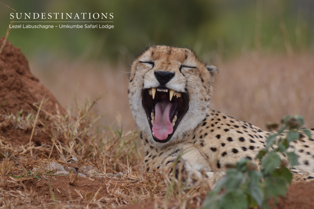 Sabi Sand cheetah Sabi Sand cheetah