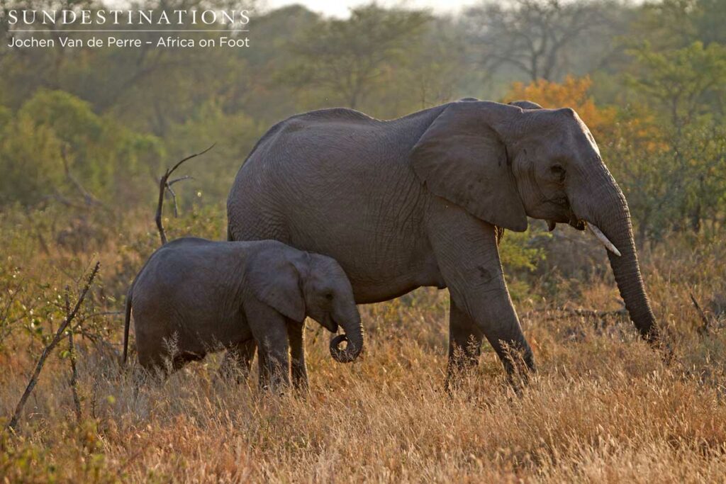 Mother elephant and her calf Mother elephant and her calf
