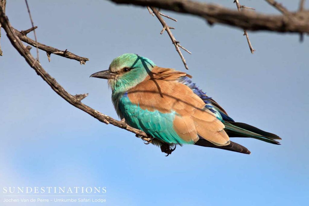 European roller European roller