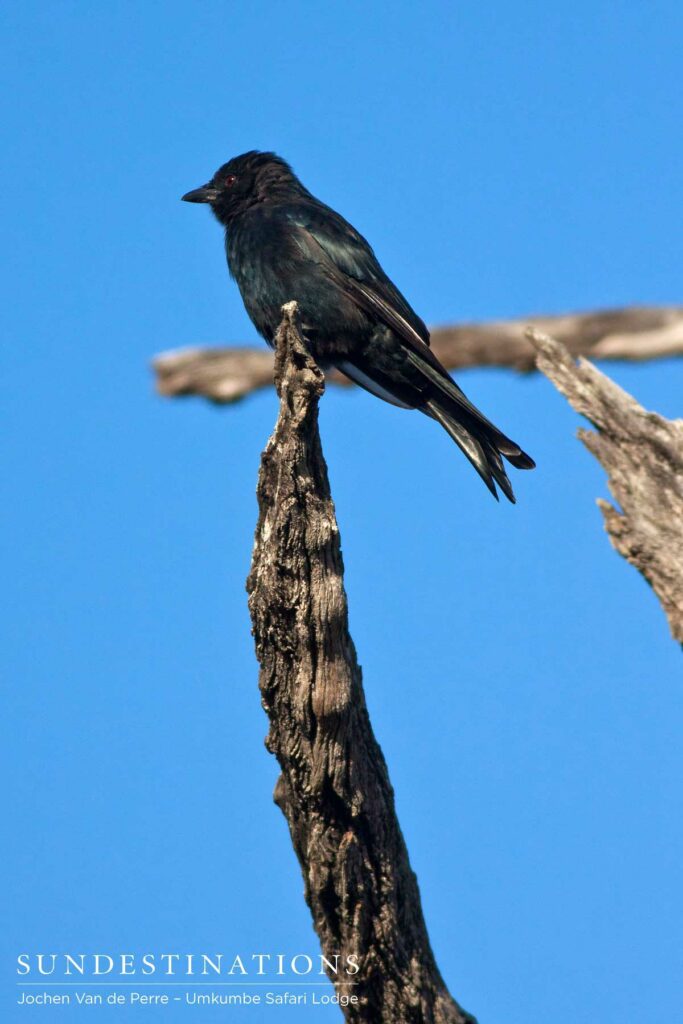Fork-tailed drongo Fork-tailed drongo