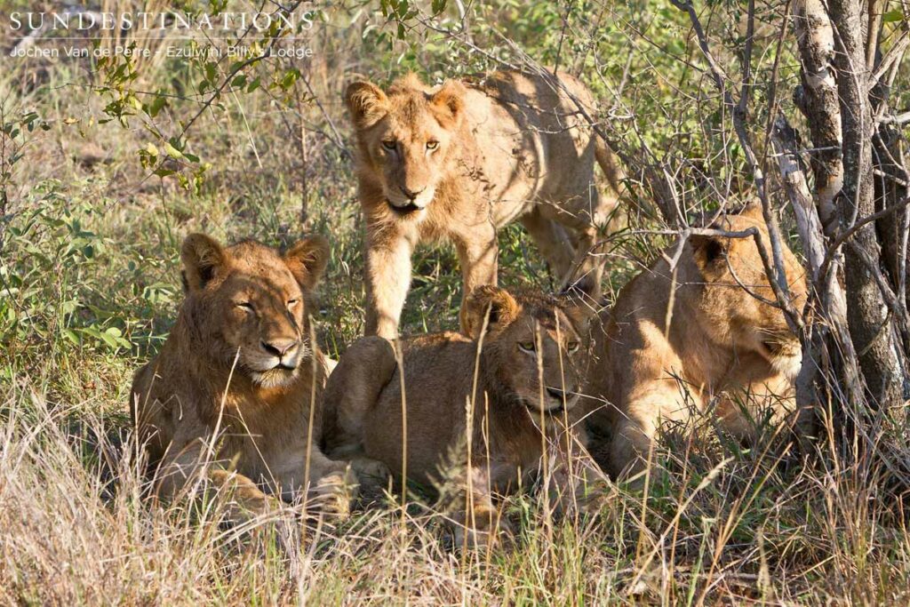 The Olifants West lions The Olifants West lions