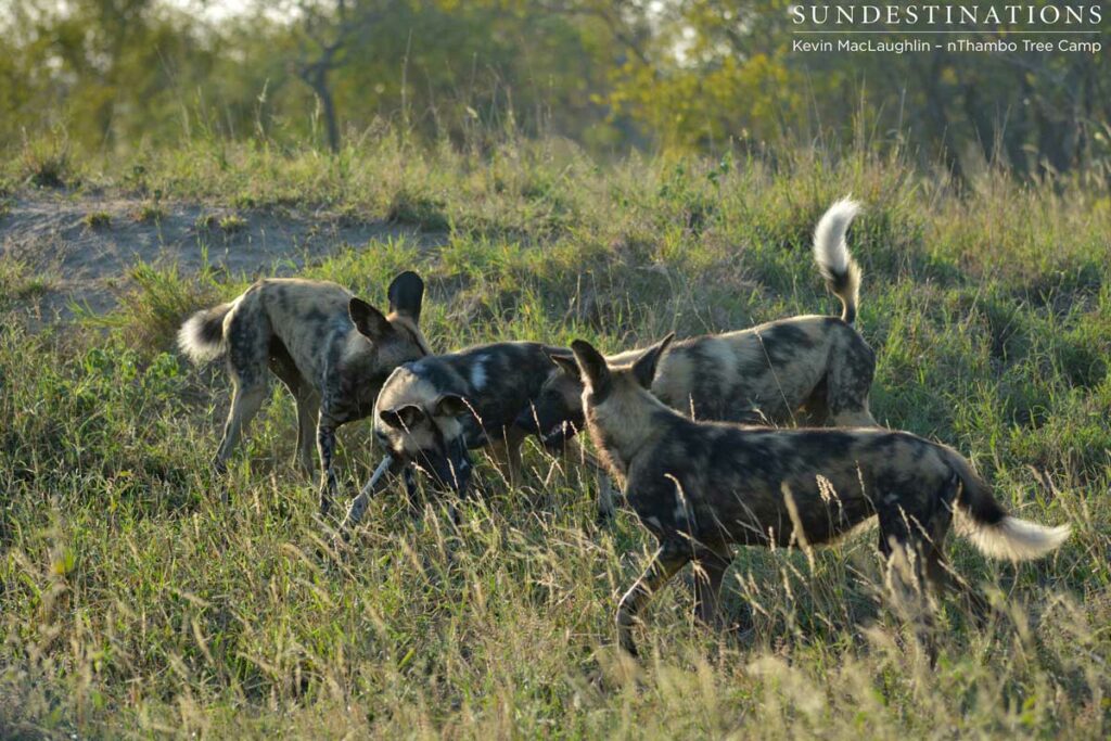 four-wild-dogs-playing Four of the total of 10 wild dogs play the fool