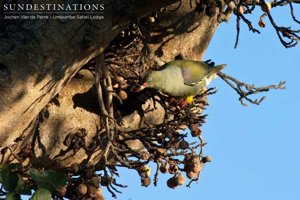 Green wood pigeon Green wood pigeon