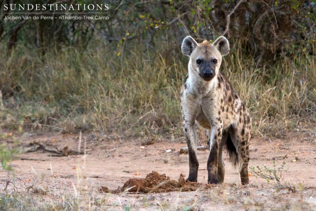 Face to face with a spotted hyena Face to face with a spotted hyena