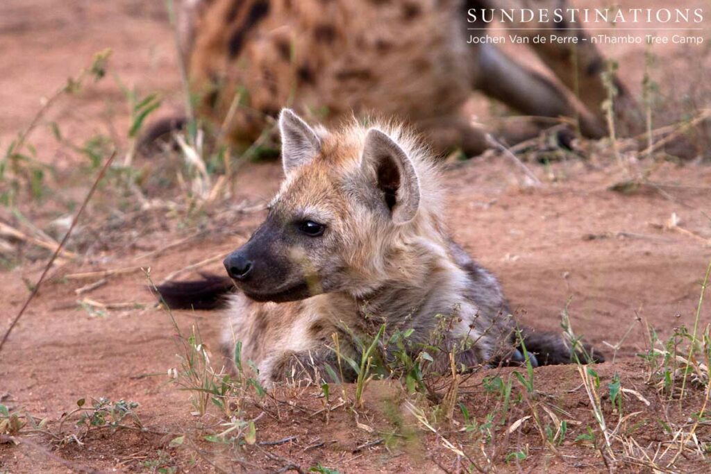 Hyena cub Hyena cub