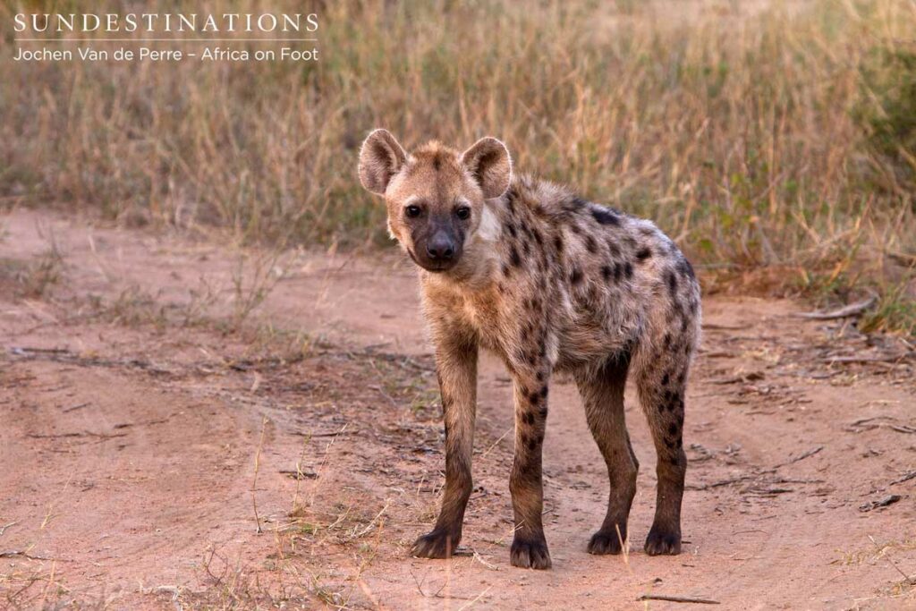 Rising after an afternoon nap Rising after an afternoon nap