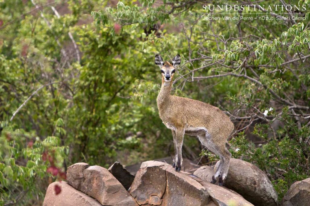 Klipspringer Klipspringer