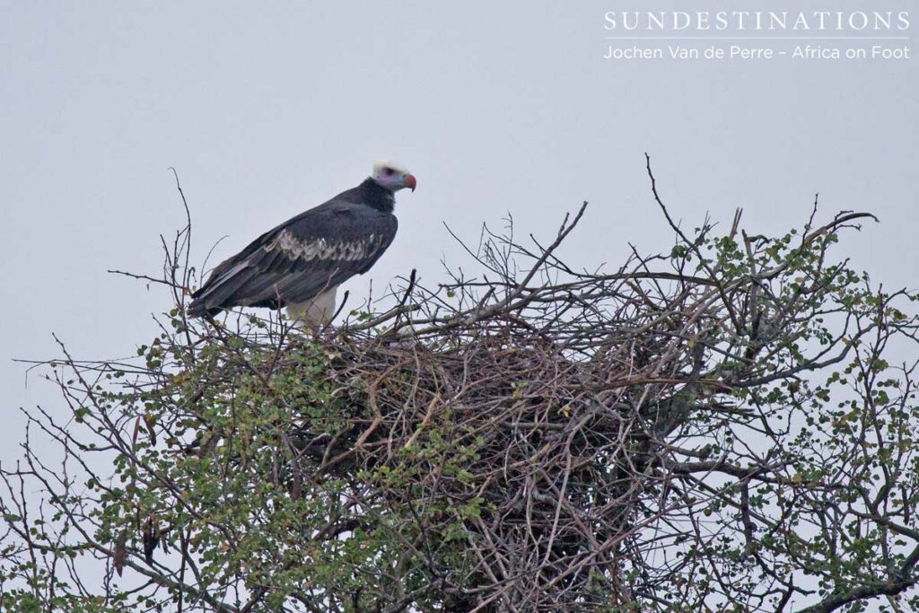 Lappet-faced vulture Lappet-faced vulture