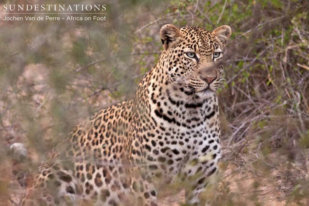 Leopard in the Klaserie Leopard in the Klaserie