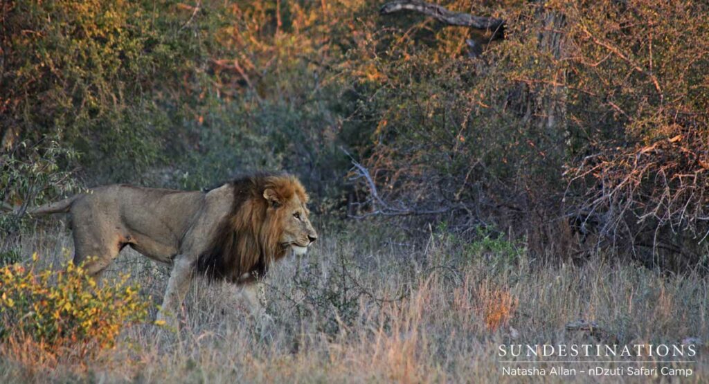 Male lion on the alert in the nDzuti area Male lion on the alert in the nDzuti area