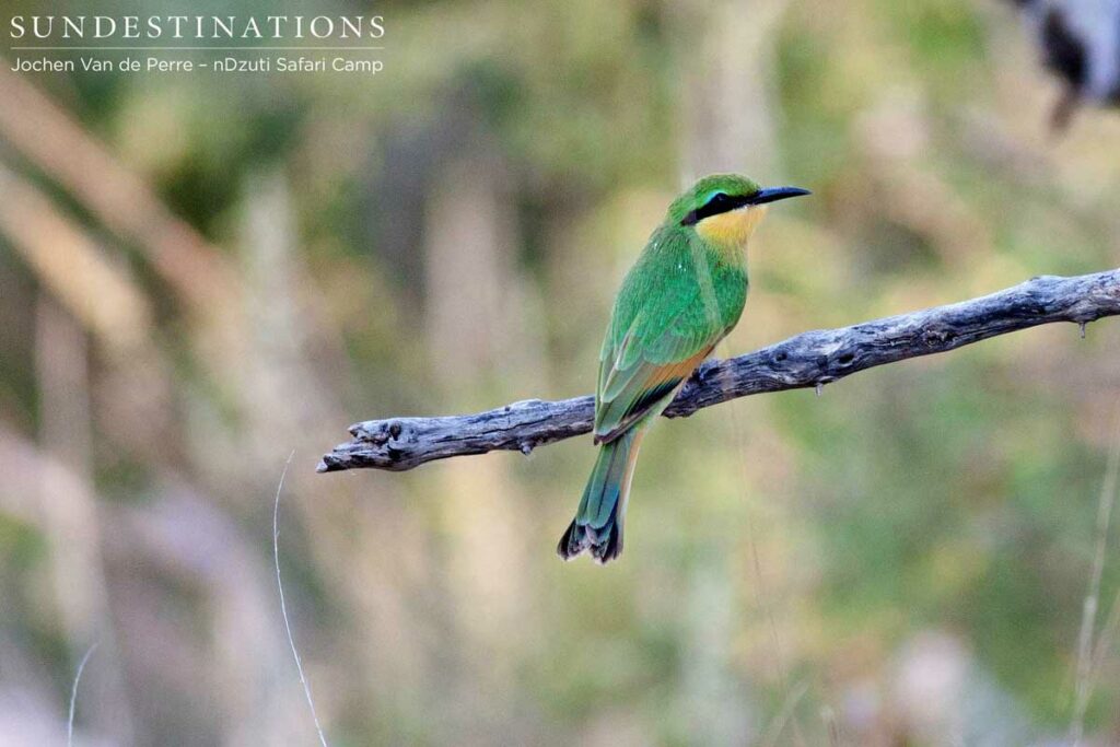 Little bee-eater Little bee-eater