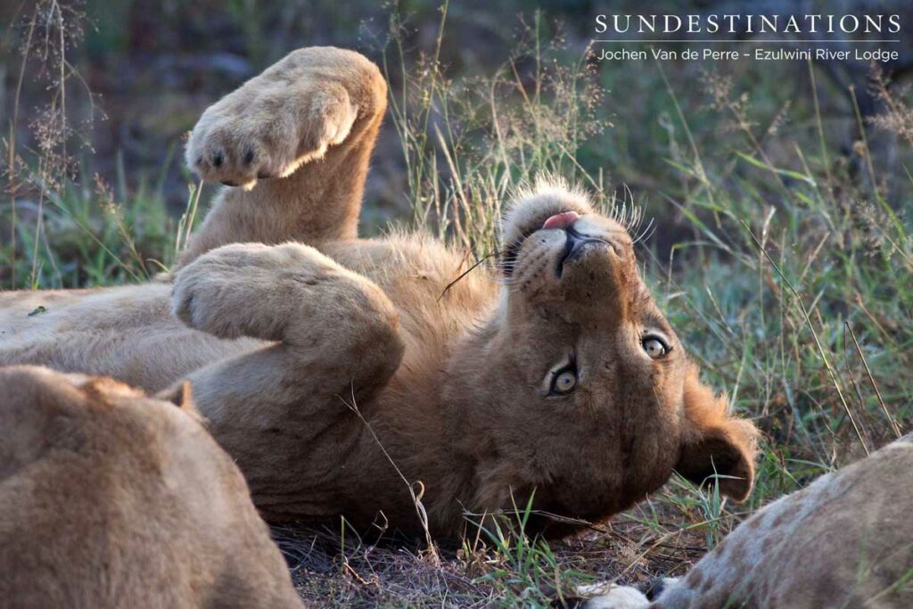 Back-scratch Back-scratch