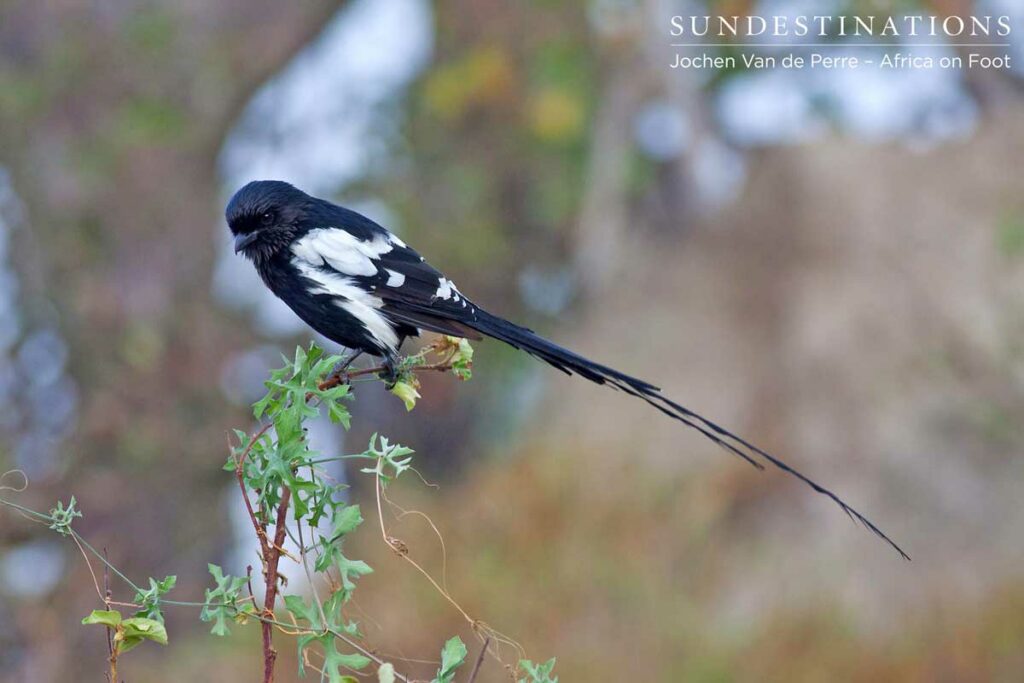 Magpie shrike in the Klaserie Magpie shrike in the Klaserie
