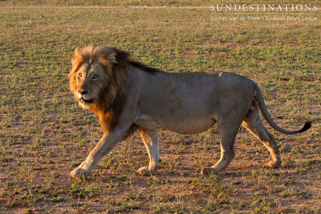 Olifants West Split pride male on the airstrip Duma's brother, leader of the Olifants West Split pride