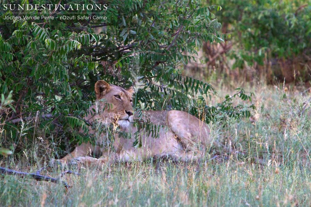 Lioness of the River Pride Lioness of the River Pride