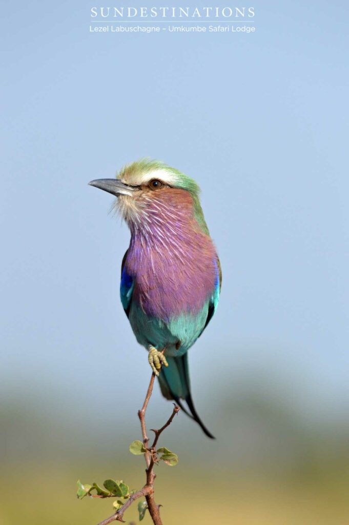 Lilac-breasted roller Lilac-breasted roller