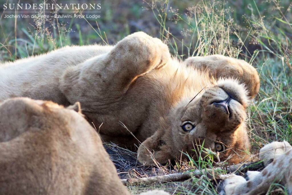 Rolling over in the grass Rolling over in the grass