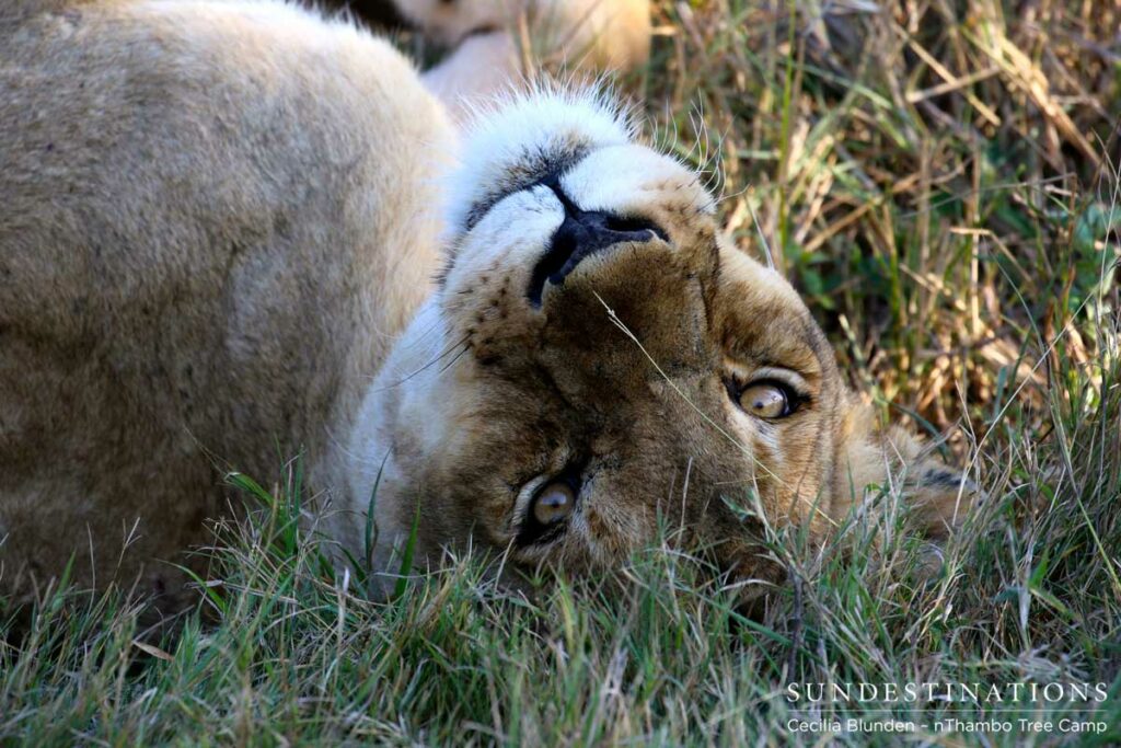 Ross lioness rolling over in the grass Ross lioness rolling over in the grass