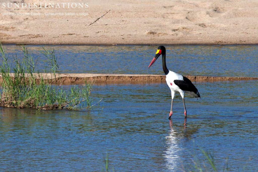 Saddle-billed stork Saddle-billed stork