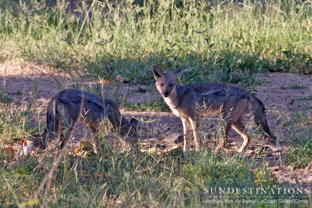 Two side-striped jackals Two side-striped jackals