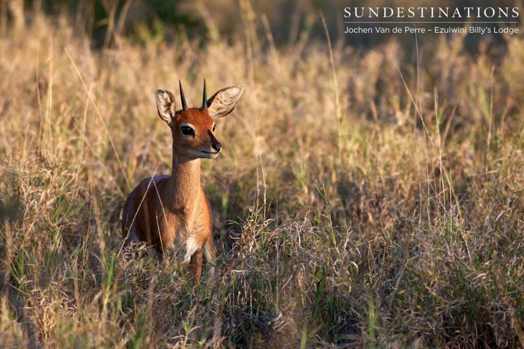 Male steenbok Male steenbok