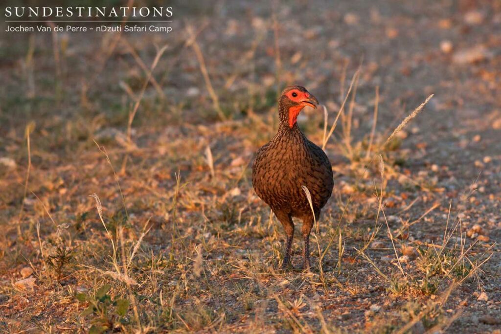 Swainson's spurfowl Swainson's spurfowl