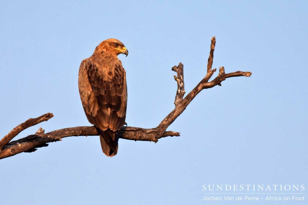 Tawny eagle Tawny eagle