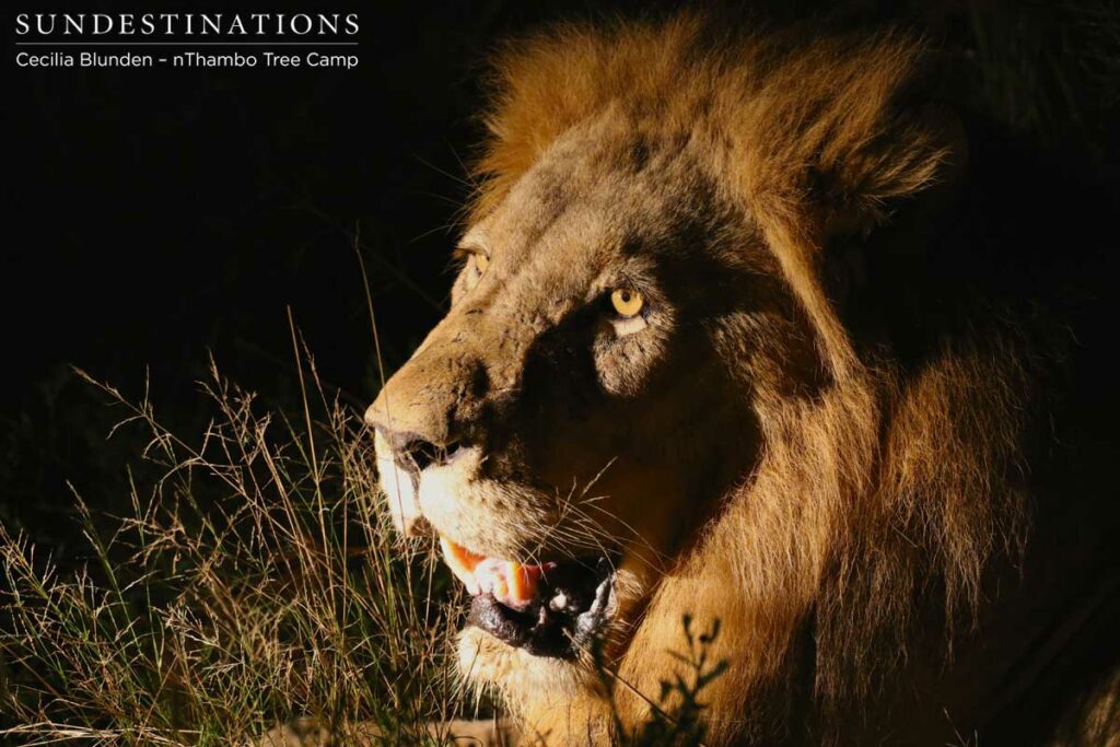 Trilogy male lion of Klaserie Trilogy male lion of Klaserie