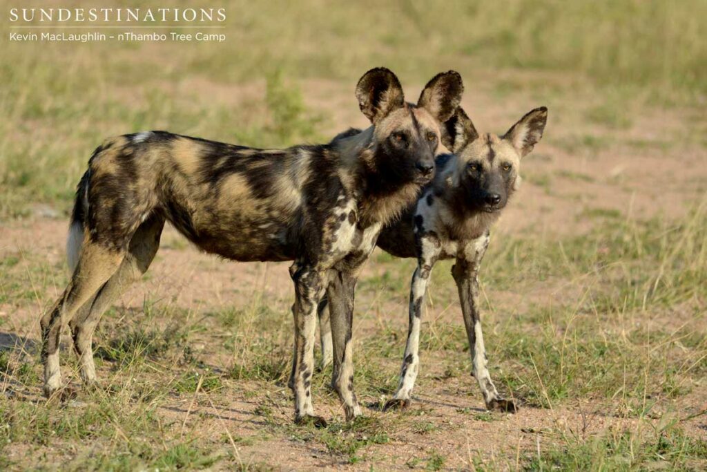 A pair of trouble-makers stand side by side A pair of trouble-makers stand side by side