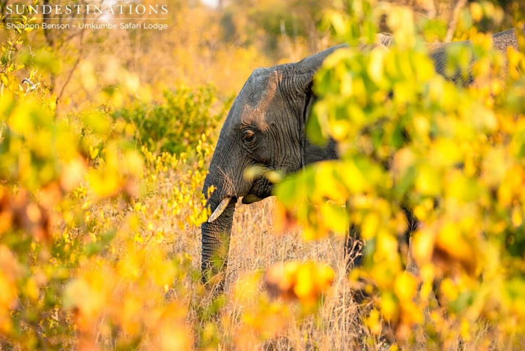 Young elephant through the leaves at Umkumbe Young elephant through the leaves at Umkumbe