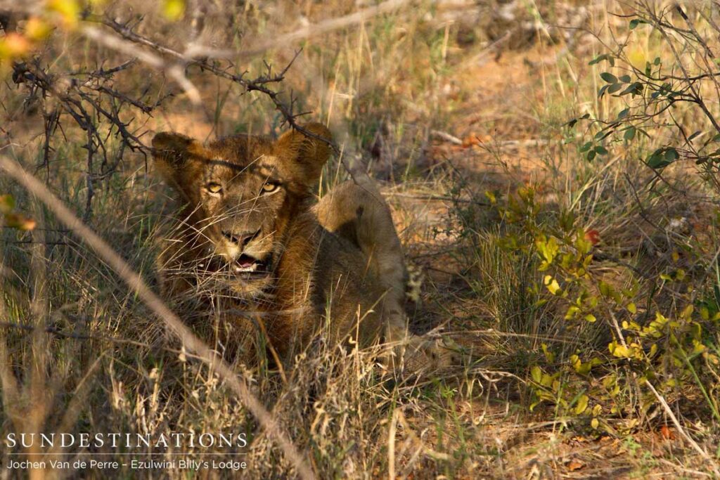Young lion peers through the bush Young lion peers through the bush
