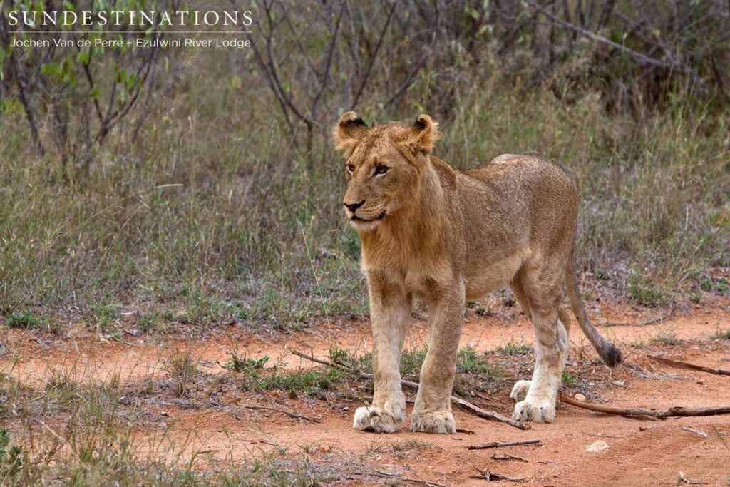 Young male of the Olifants West pride Young male of the Olifants West pride