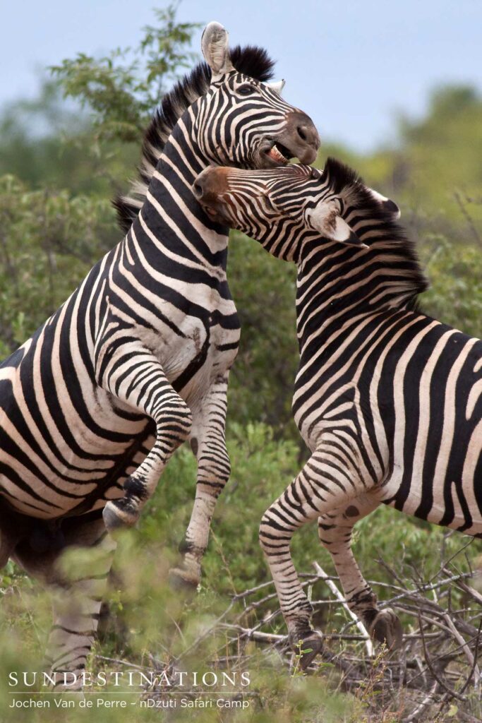 Zebras fighting Zebras fighting