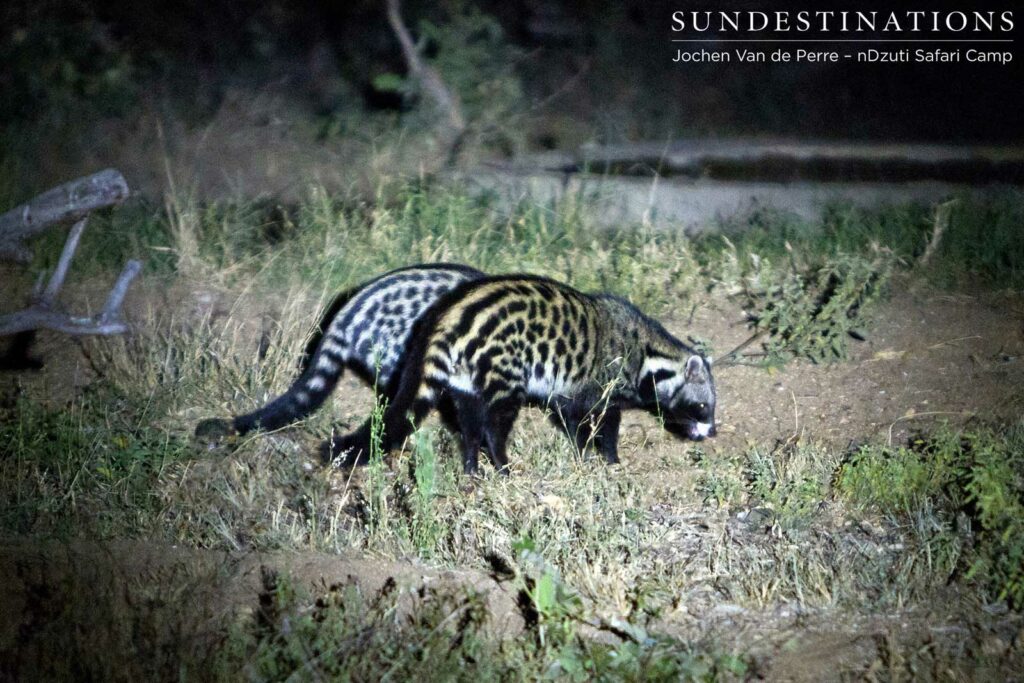 2 Civets seen in the spotlight 2 Civets seen in the spotlight