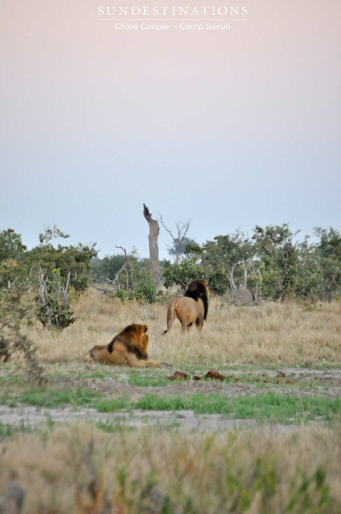 2 Male lions seen in the Savuti 2 Male lions seen in the Savuti
