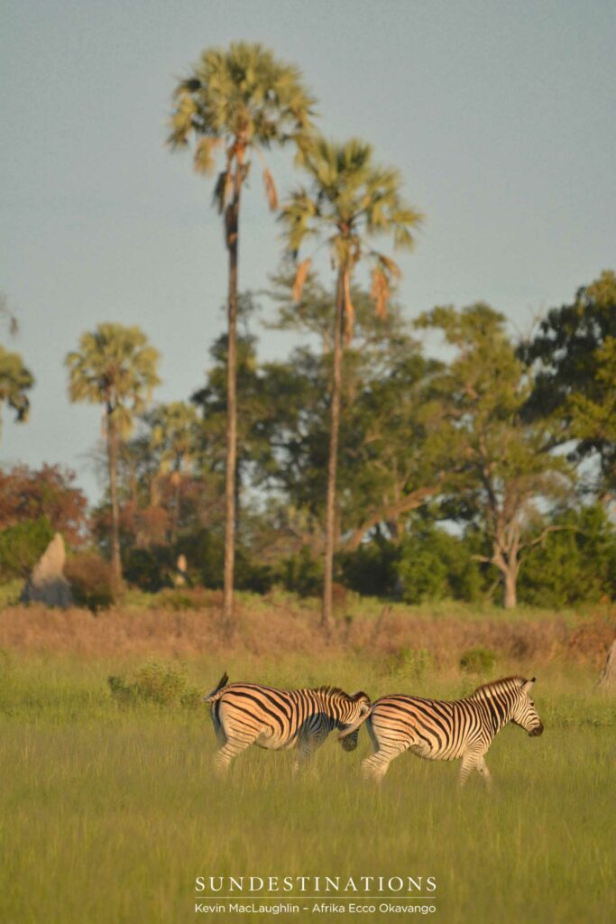 2 Zebras in the Okavango Delta 2 Zebras in the Okavango Delta
