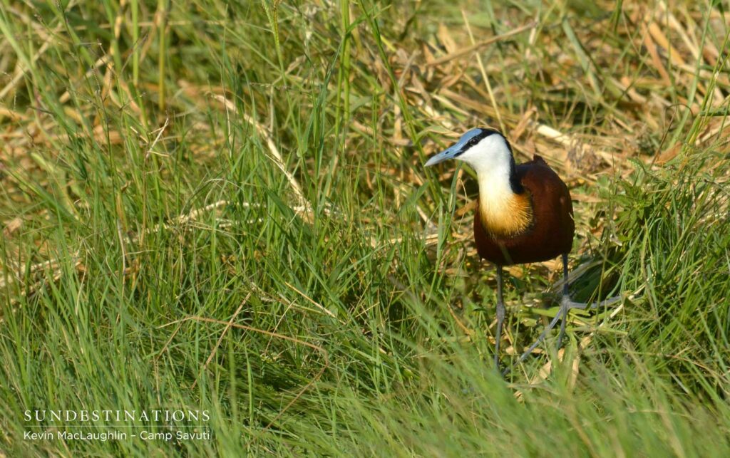 African jacana African jacana